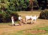 Agra (Uttar Pradesh): Lawn mowing hindustani style (photo by Miguel Torres)