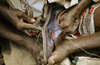 India - shoemaker at work - photo by W.Allgwer