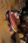 Wakatobi archipelago, Tukangbesi Islands, South East Sulawesi, Indonesia: goby on sponge - family Gobiidae - Banda Sea - Wallacea - photo by D.Stephens