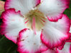 Seminyak, Bali, Indonesia: red and white Hibiscus - Kembali Villas - photo by D.Jackson