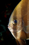 Wakatobi archipelago, Tukangbesi Islands, South East Sulawesi, Indonesia: Orbicular Batfish portrait - Platax orbicularis - Banda Sea - Wallacea - photo by D.Stephens