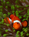 Wakatobi archipelago, Tukangbesi Islands, South East Sulawesi, Indonesia: front view of Clownfish in a Ritteri anemone / False Percula Clownfish - Amphiprion ocellaris - family Pomacentridae - Banda Sea - Wallacea - photo by D.Stephens