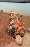 Iran - Hormuz island: old cannon rusting on the beach - Portuguese castle - photo by M.Torres