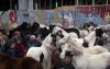 Ireland - Dublin: horse market (photo by R.Wallace)