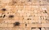 Jerusalem, Israel: the Wailing Wall stretches for almost 500 meters, mostly covered by residential buildings - remnant of the ancient wall that surrounded the Jewish Temple's courtyard - vegetation grows on the wall / Western Wall / the Kotel - muro das lamentaes - Mur des Lamentations - Klagemauer - photo by M.Torres