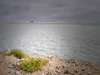 Israel - Dead sea: the sole sign of life - vegetation - photo by Efi Keren