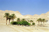 Israel - Negev desert: oasis - photo by J.Kaman