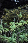 Juan Fernandez islands - Robinson Crusoe island: dendroseris pruinata (photo by Willem Schipper)