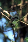 Juan Fernandez islands - Robinson Crusoe island:  anairetes fernandensis -  Rayadito de Juan Fernandez - JF tit-tyrant (photo by Willem Schipper)