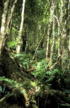 Juan Fernandez islands - Robinson Crusoe island: in the forest (photo by Willem Schipper)