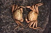 Juan Fernandez islands - Robinson Crusoe island: crabs - chaceon chilensis (photo by Willem Schipper)