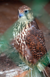 Kazakhstan - Karaturuk area, Almaty province: falcon - photo by M.Torres