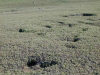 Kerguelen island: Acaena, a hardy flowering plant and rabbit holes (photo by Francis Lynch)