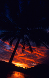 Laos - Luang Prabang - Sunset with palm 2