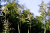 Lithuania - Vilnius: Lithuanian bent - Agrostis capillaris - photo by Sandia