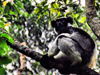 Andasibe, Analanjirofo, Toamasina Province, Madagascar: lemur on a tree - Indri indri - Babakoto - Analamazoatra Reserve / Prinet - Andasibe-Mantadia National Park - photo by M.Torres