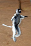 Berenty reserve, near Fort-Dauphin, Toliara province, Madagascar: Verreaux's Sifakamoves comically across open ground - Propithecus verreauxi verreauxi - photo by R.Eime