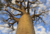 West coast road between the Tsiribihina river and Alley of the Baobabs, Toliara Province, Madagascar: baobab seen from below - trunk and crown - photo by M.Torres