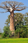 West coast road between Morondava and Alley of the Baobabs, Toliara Province, Madagascar: baobab, egrets and rice field - Adansonia grandidieri - photo by M.Torres