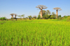 West coast road between Morondava and Alley of the Baobabs, Toliara Province, Madagascar: rice field with baobab trees on the skyline - Adansonia grandidieri - subsistence agriculture in a slash-and-burn area - photo by M.Torres