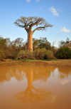 West coast road between the Tsiribihina river and Alley of the Baobabs, Toliara Province, Madagascar: baobab and pond - photo by M.Torres