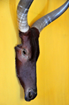 Antananarivo / Tananarive / Tana - Analamanga region, Madagascar: zebu head decorating a wall - the zebu represents power and prosperity - photo by M.Torres