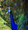 Antananarivo / Tananarive / Tana - Analamanga region, Madagascar: Parc botanique et Zoologique de Tsimbazaza - blue male peacock - photo by M.Torres