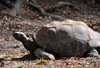 Antananarivo / Tananarive / Tana - Analamanga region, Madagascar: Parc botanique et Zoologique de Tsimbazaza - Aldabra Giant Tortoise - Geochelone gigantea - land turtle - reptile - fauna - photo by M.Torres