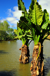 Antananarivo / Tananarive / Tana - Analamanga region, Madagascar: Parc botanique et Zoologique de Tsimbazaza - Alocasia macrorrhiza - giant elephant ears - Botanical Gardens, humid forest area - photo by M.Torres