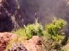 Pico do Arieiro - Madeira: mountain flora / flora de montanha - photo by M.Durruti