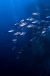 Sipadan Island, Sabah, Borneo, Malaysia: school of Big-Eye Trevally - Caranx sexfasciatus - photo by S.Egeberg