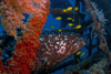 Mabul Island, Sabah, Borneo, Malaysia: Giant Grouper - Epinephelus Lanceolatus - photo by S.Egeberg