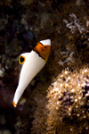 Mabul Island, Sabah, Borneo, Malaysia: juvenile Bicolor Parrotfish - Cetoscarus bicolor - photo by S.Egeberg