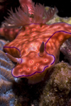 Mabul Island, Sabah, Borneo, Malaysia: Red Nudibranch Chromodoris sp on the move - photo by S.Egeberg