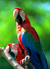 Parrots, Langkawi, Malaysia. photo by B.Lendrum