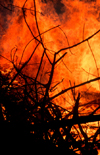 Fire deforestation - flames on the forest, Sarawak, Malaysia. photo by B.Lendrum