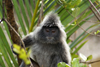 Bako National Park, Sarawak, Borneo, Malaysia:  silvered leaf-monkey on a tree - Trachypithecus cristatus - photo by A.Ferrari