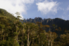 Mount Kinabalu, Sabah, Borneo, Malaysia: forest and Mount Kinabalu, seen from Mesilau nature resort - photo by A.Ferrari