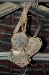 Malaysia - Sarawak - Bako: shrunken heads hang from in an Iban longhouse - headhunters trophies (photo by Rod Eime)