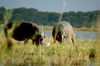 Liwonde National Park, Southern region, Malawi: hippos grazing - Shire River plain - Hippopotamus amphibius - photo by D.Davie