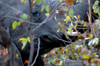 Liwonde National Park, Southern region, Malawi: elephant in the mopane woodland - Loxodonta africana - photo by D.Davie