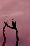 Liwonde National Park, Southern region, Malawi: African Fish Eagle at dusk - Haliaeetus vociferi - photo by D.Davie