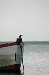 Cape Maclear / Chembe, Lake Nyasa, Mangochi District, Southern region, Malawi: Pied Kingfisher on a boat - Ceryle rudis - Lake Malawi National Park - UNESCO World Heritage site - photo by D.Davie