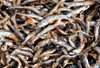 Cape Maclear / Chembe, Malawi: Usipa / lake sardines, a cyprinid fish, drying on cane racks, Sun-Dried Fish known as Nsomba Zowuma - Engraulicypris sardella - photo by M.Torres