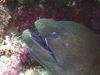 Maldives Underwater Moray Eel (photo by B.Cain)