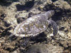 Maldives Underwater Sea turtle with crusty shell (photo by B.Cain)