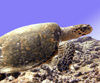 Maldives Underwater Sea Turtle (photo by B.Cain)