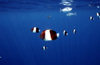 Maldives - underwater - Ari-Atoll - Black pyramid butterflyfish - Hemitaurichthys zoster - photo by W.Allgwer - Die Falterfische (Chaetodontidae) sind eine Gruppe aufflliger tropischer Meeresfische. Ihr Lebensraum sind die Riffe im Atlantik, im Indische