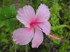 Maldives Pink hibiscus, Kuda Huraa (photo by B.Cain)