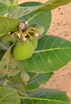 Nouakchott province, Mauritania: detail of Calotropis procera plant, the fruit is known as 'apple of Sodom' - growing in the sand dunes of the Sahara desert - photo by M.Torres